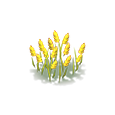 Blé décoratif