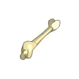 Tibia