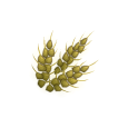 Grain de Seigle