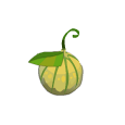 Melon Téton