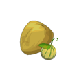 Graine de Melon