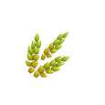 Grain d'Orge