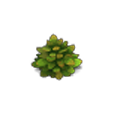 Buisson touffu